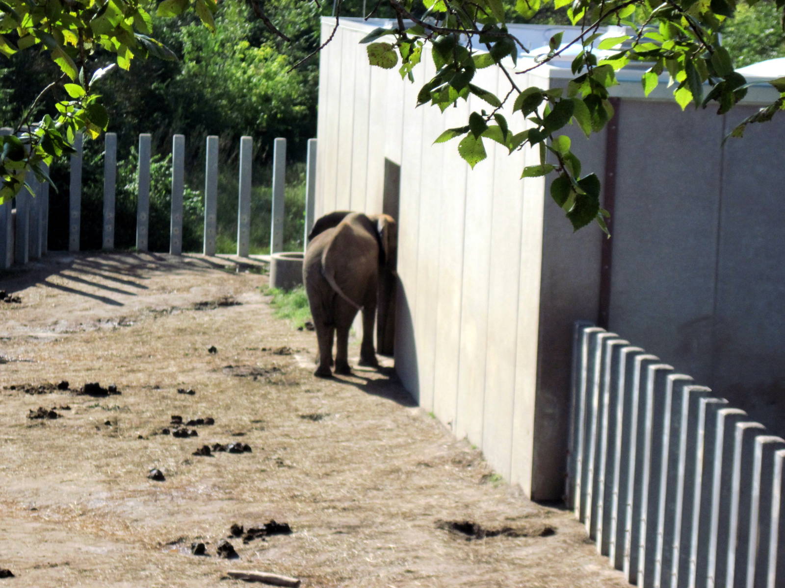 Africa-African Elephant