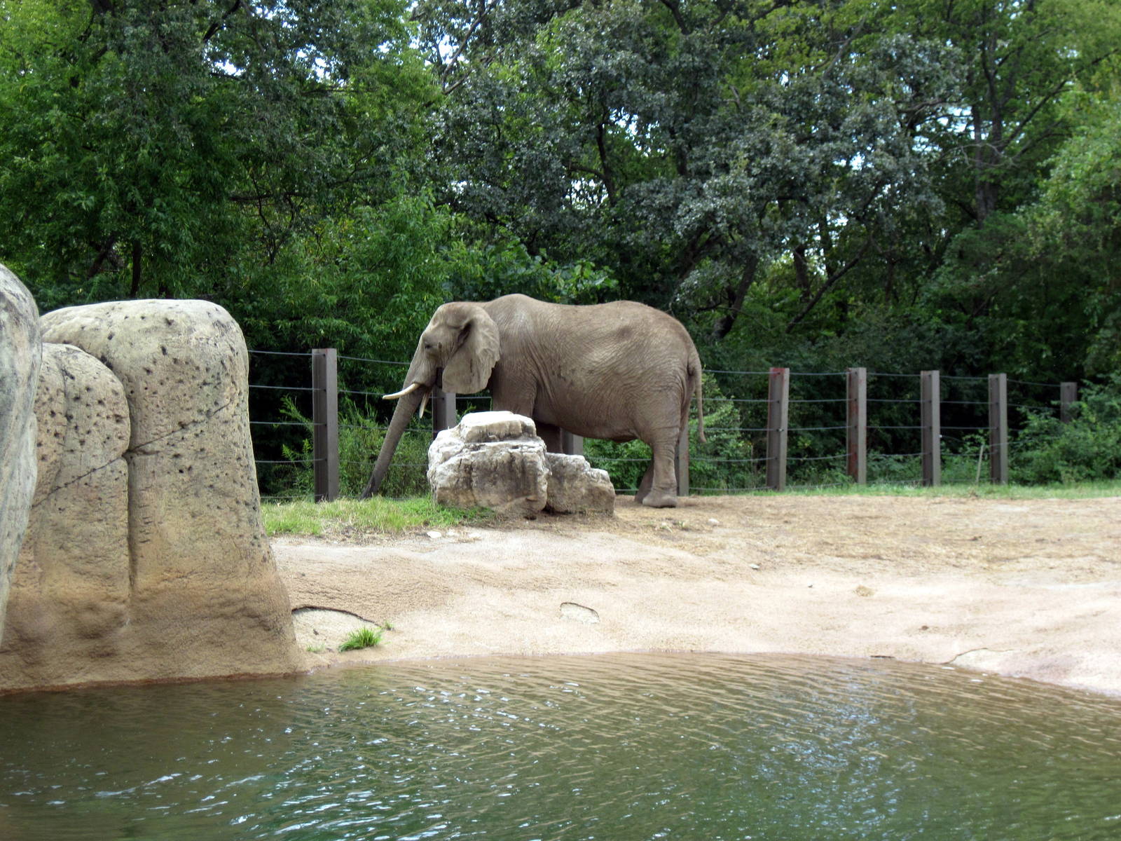 Africa-African Elephant