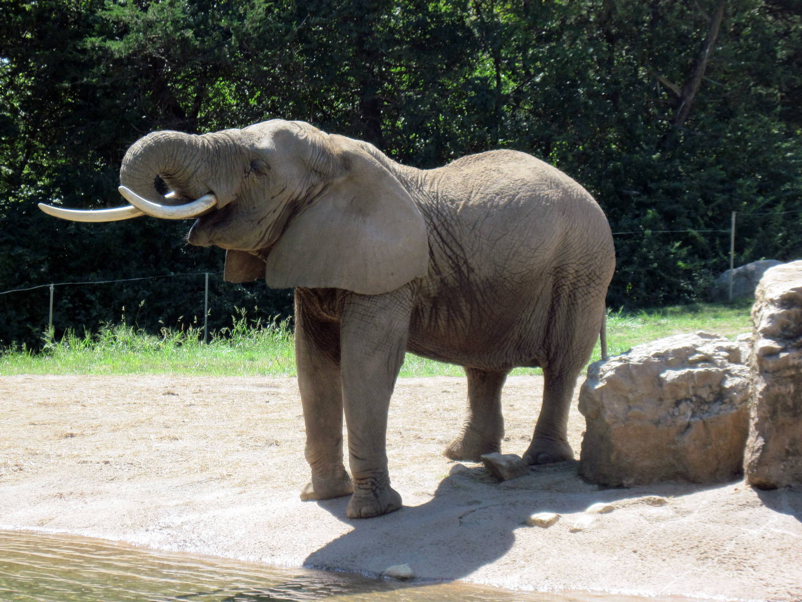 Africa-African Elephant