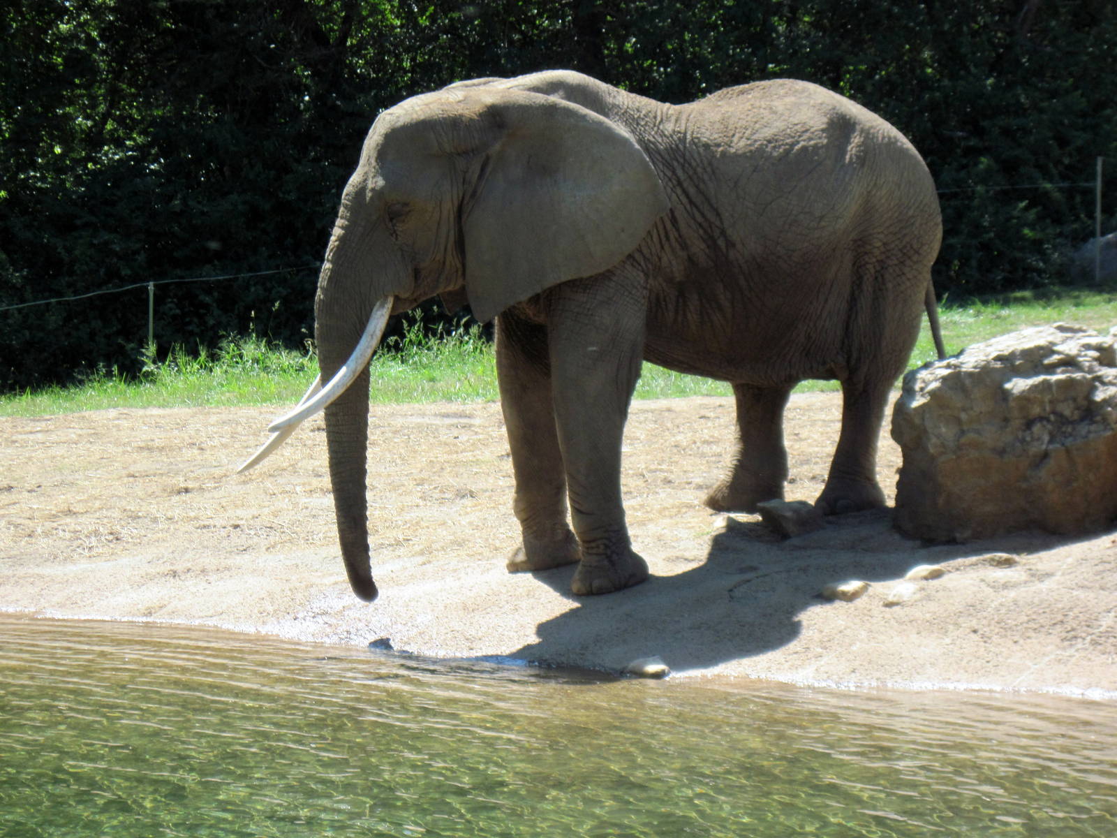 Africa-African Elephant