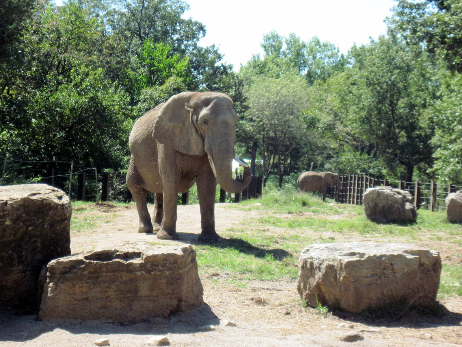 Africa-African Elephant