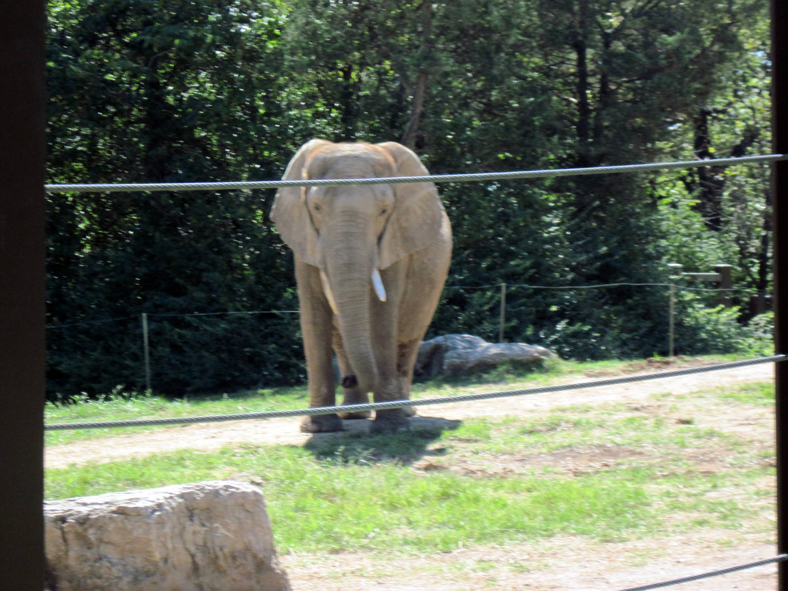 Africa-African Elephant