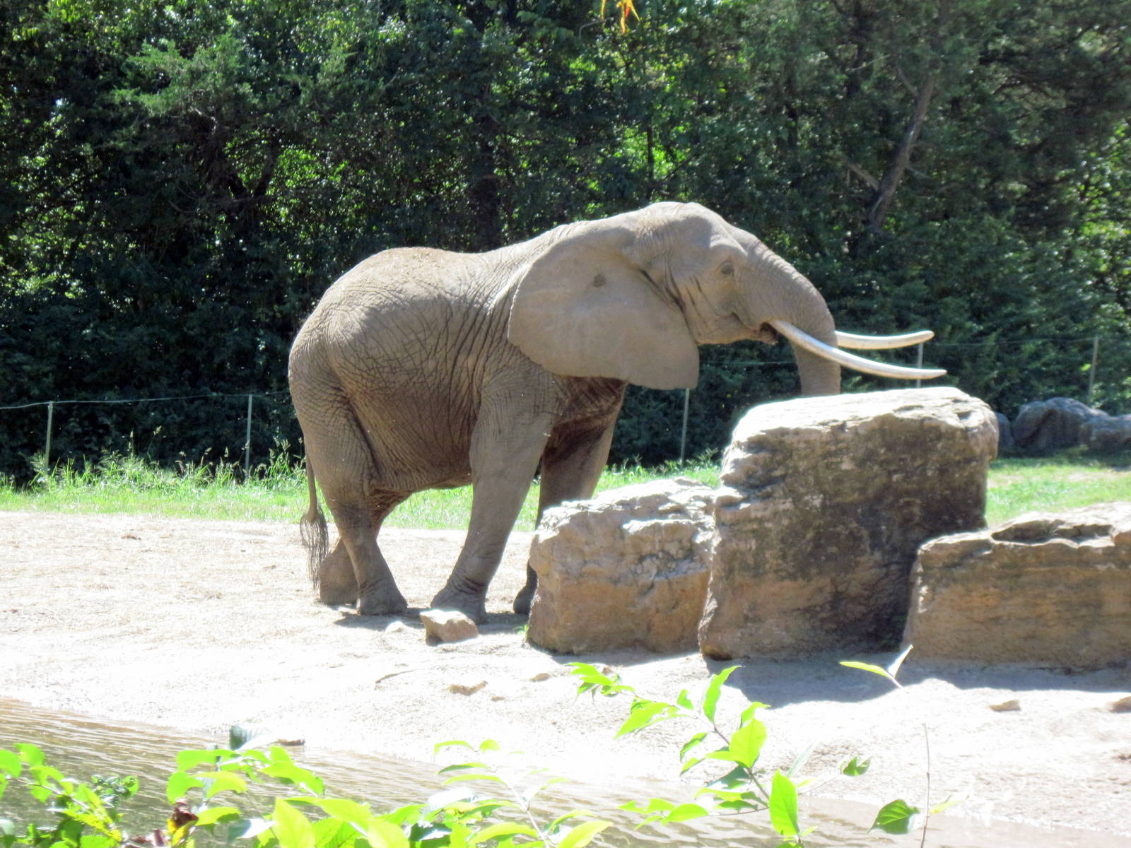 Africa-African Elephant