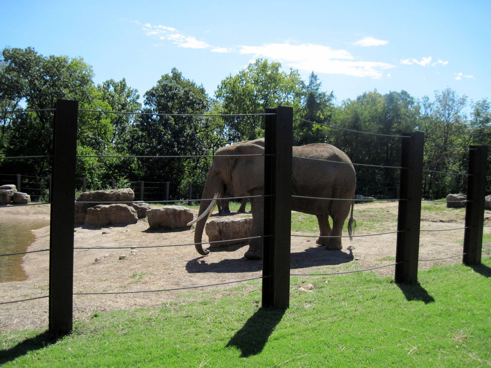 Africa-African Elephant