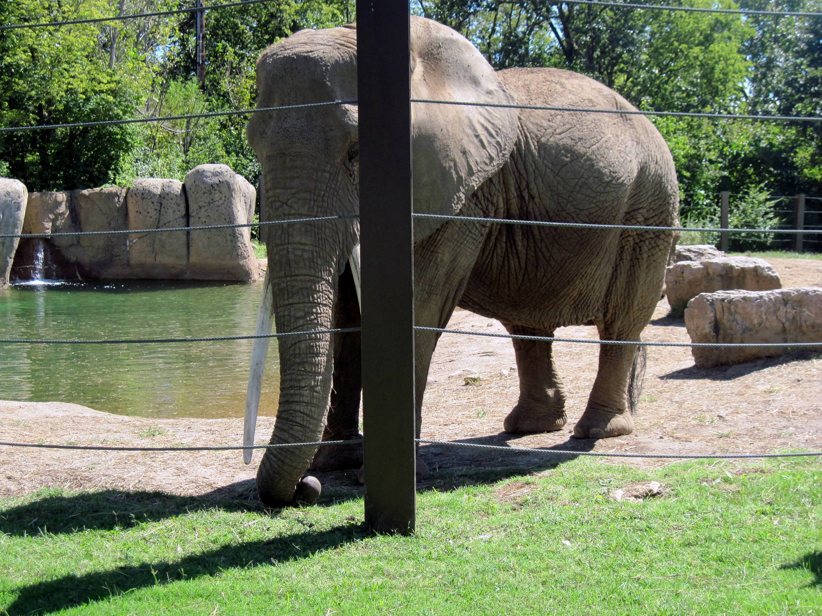 Africa-African Elephant