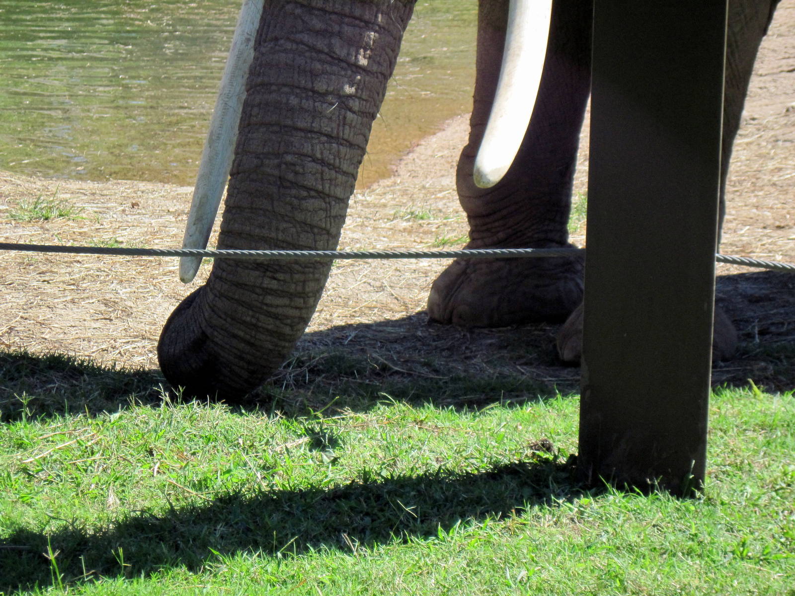 Africa-African Elephant