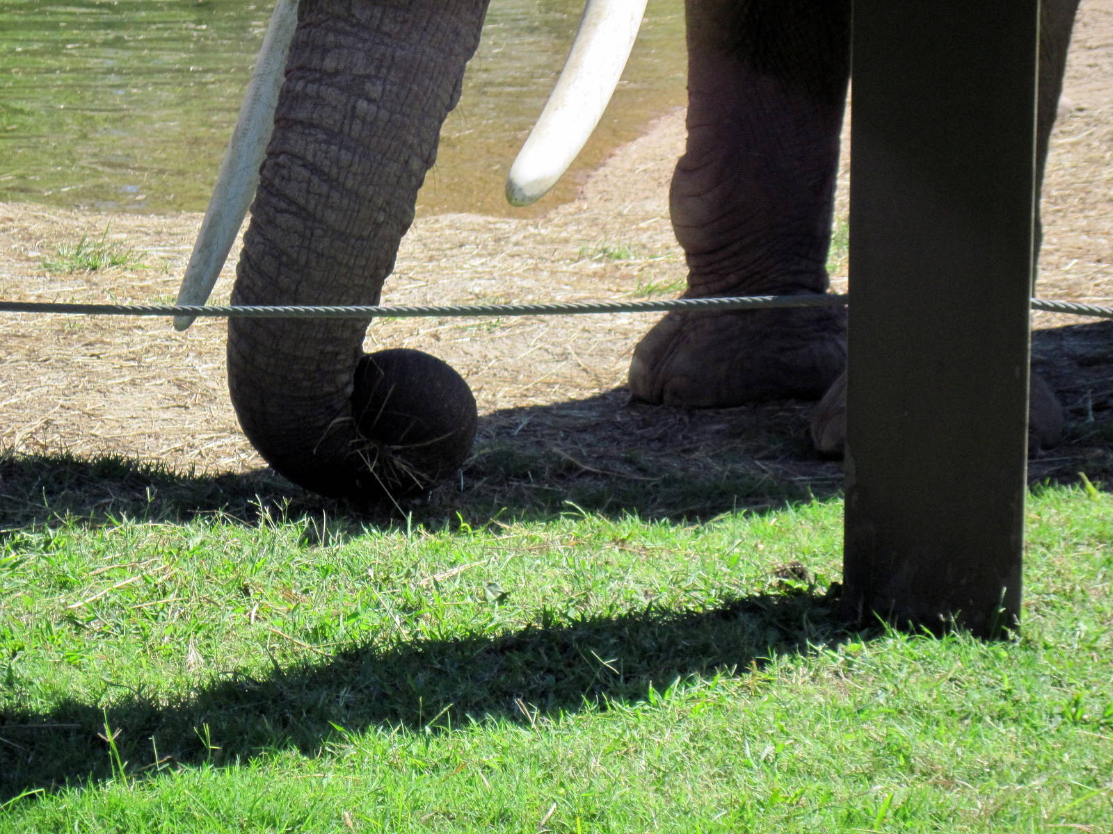 Africa-African Elephant