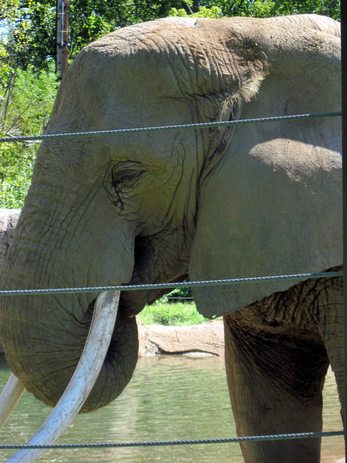 Africa-African Elephant