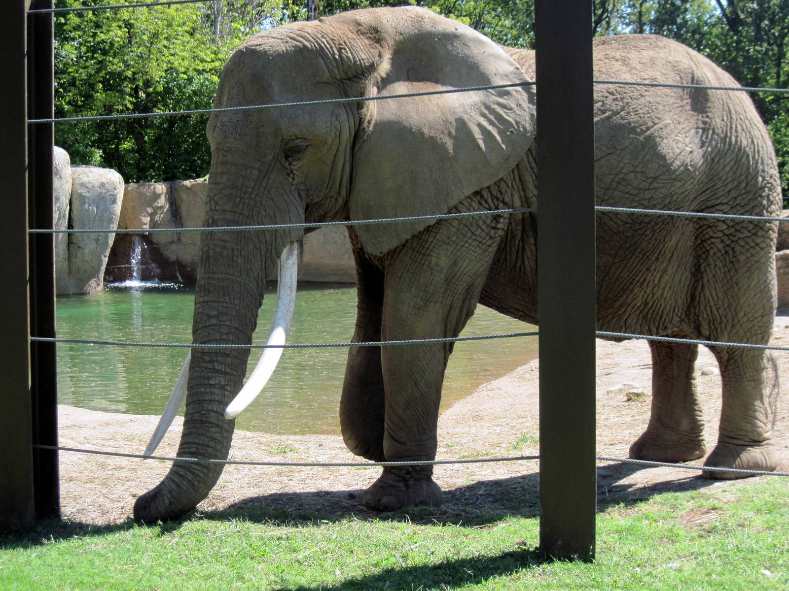 Africa-African Elephant