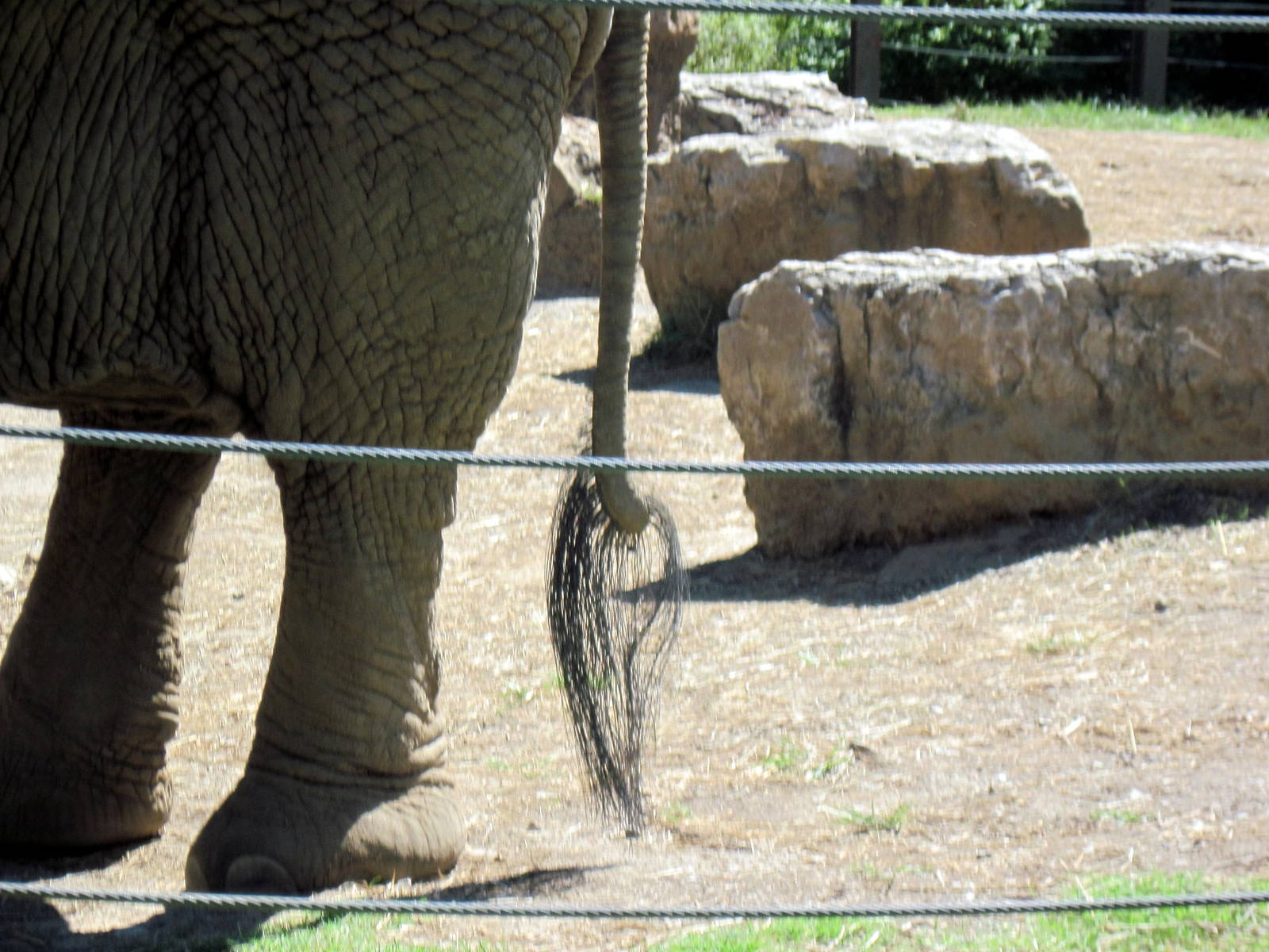 Africa-African Elephant