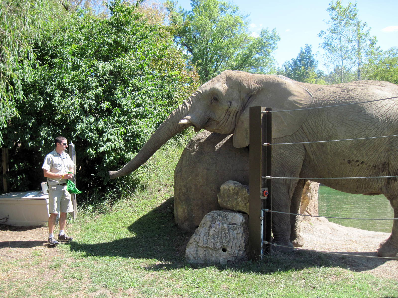 Africa-African Elephant
