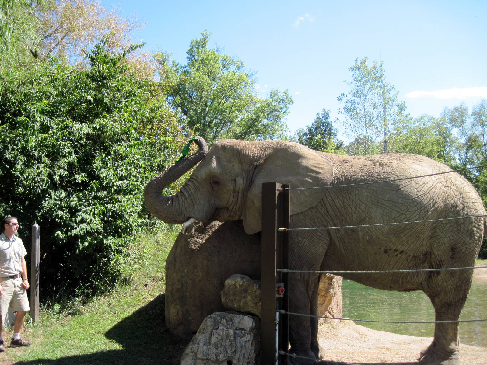 Africa-African Elephant