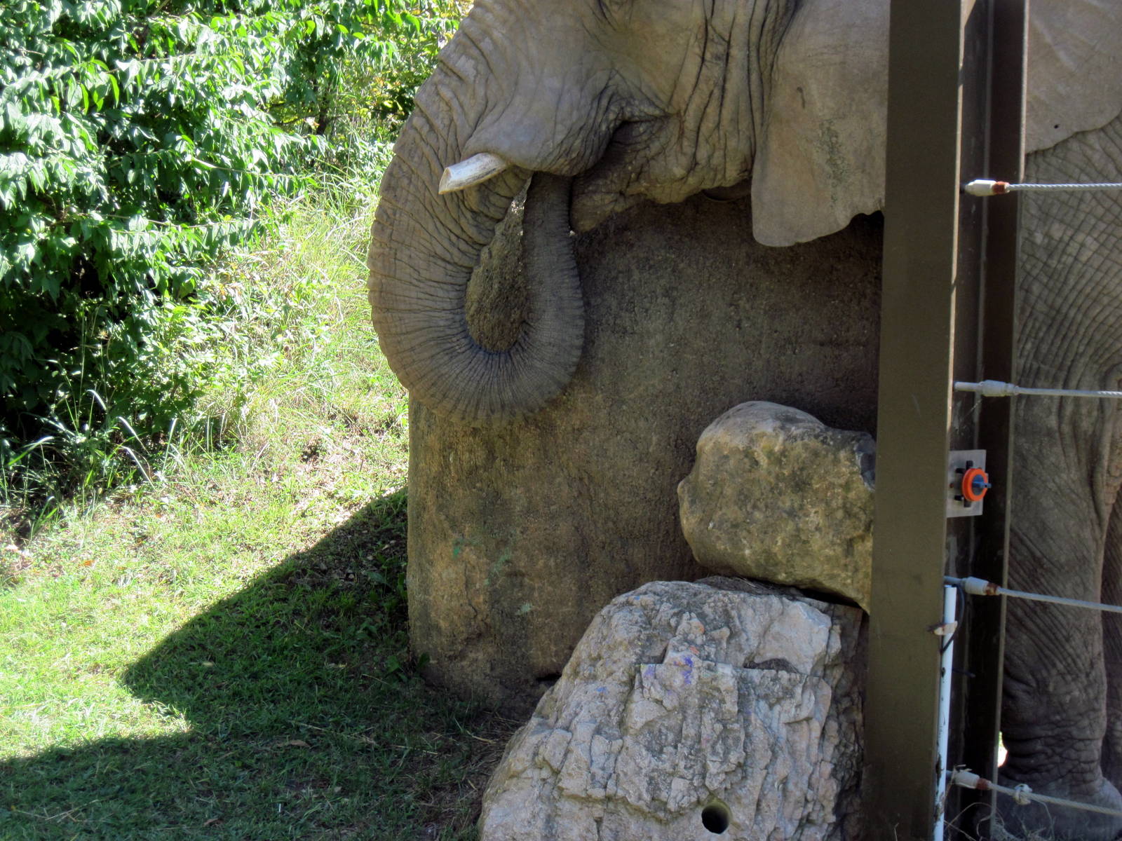 Africa-African Elephant