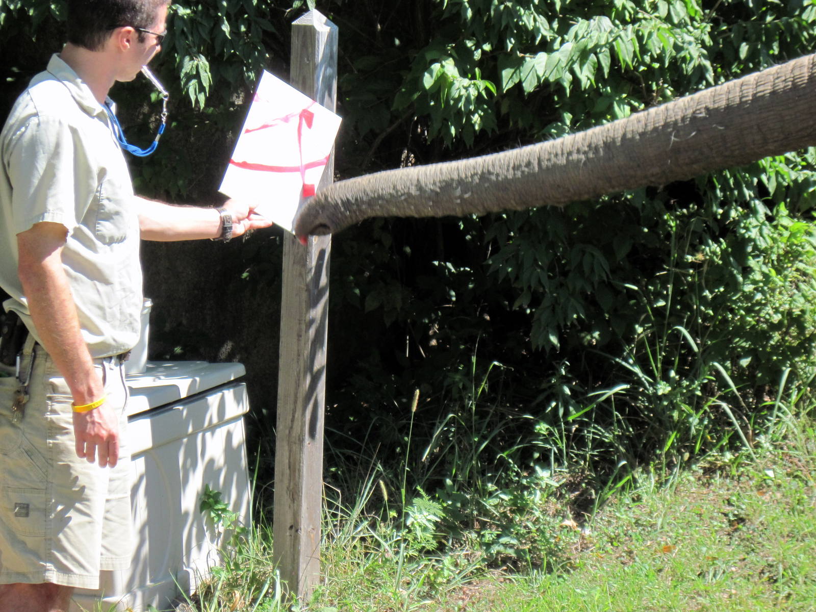 Africa-African Elephant