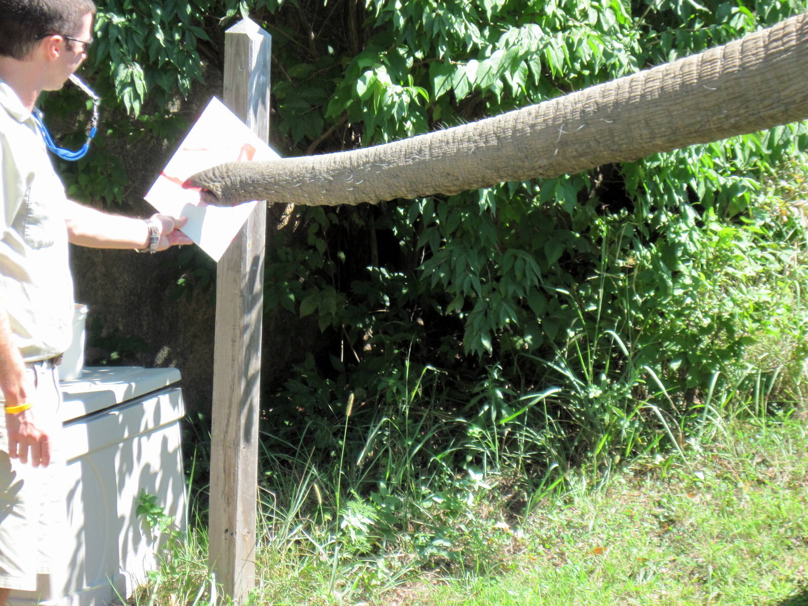 Africa-African Elephant