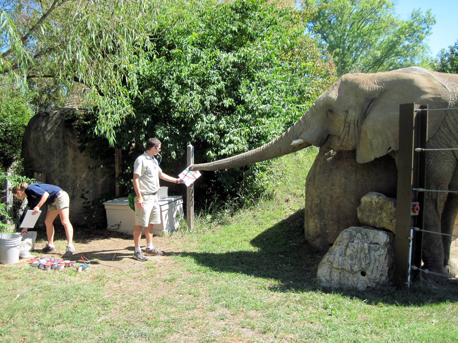 Africa-African Elephant