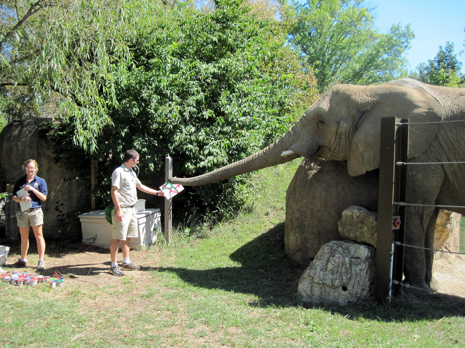 Africa-African Elephant
