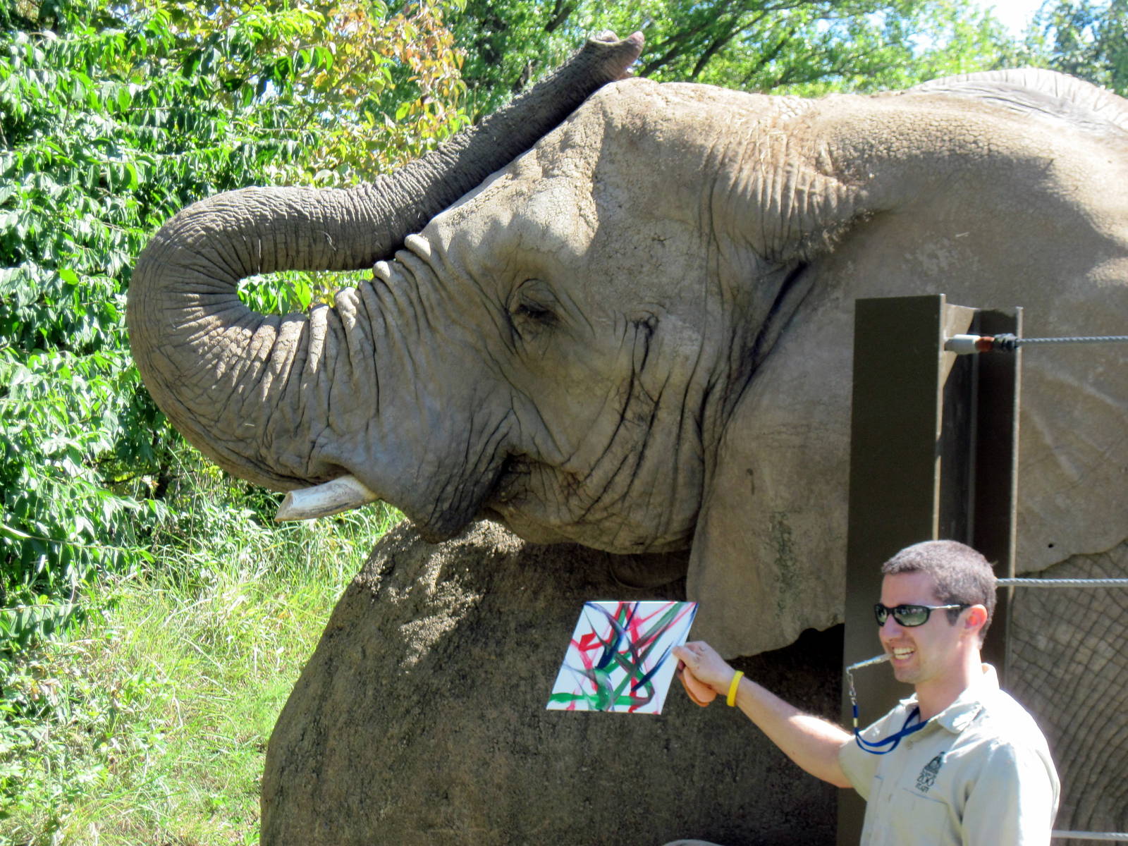 Africa-African Elephant