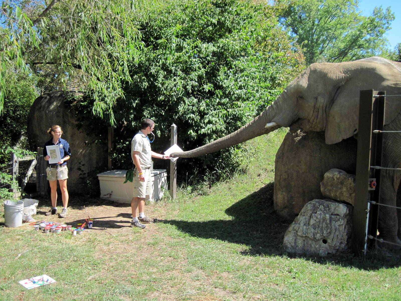 Africa-African Elephant