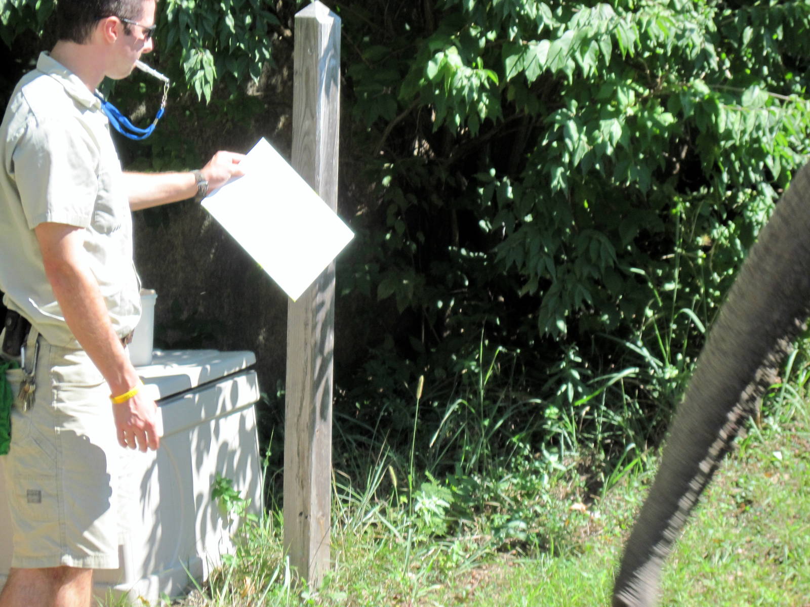 Africa-African Elephant