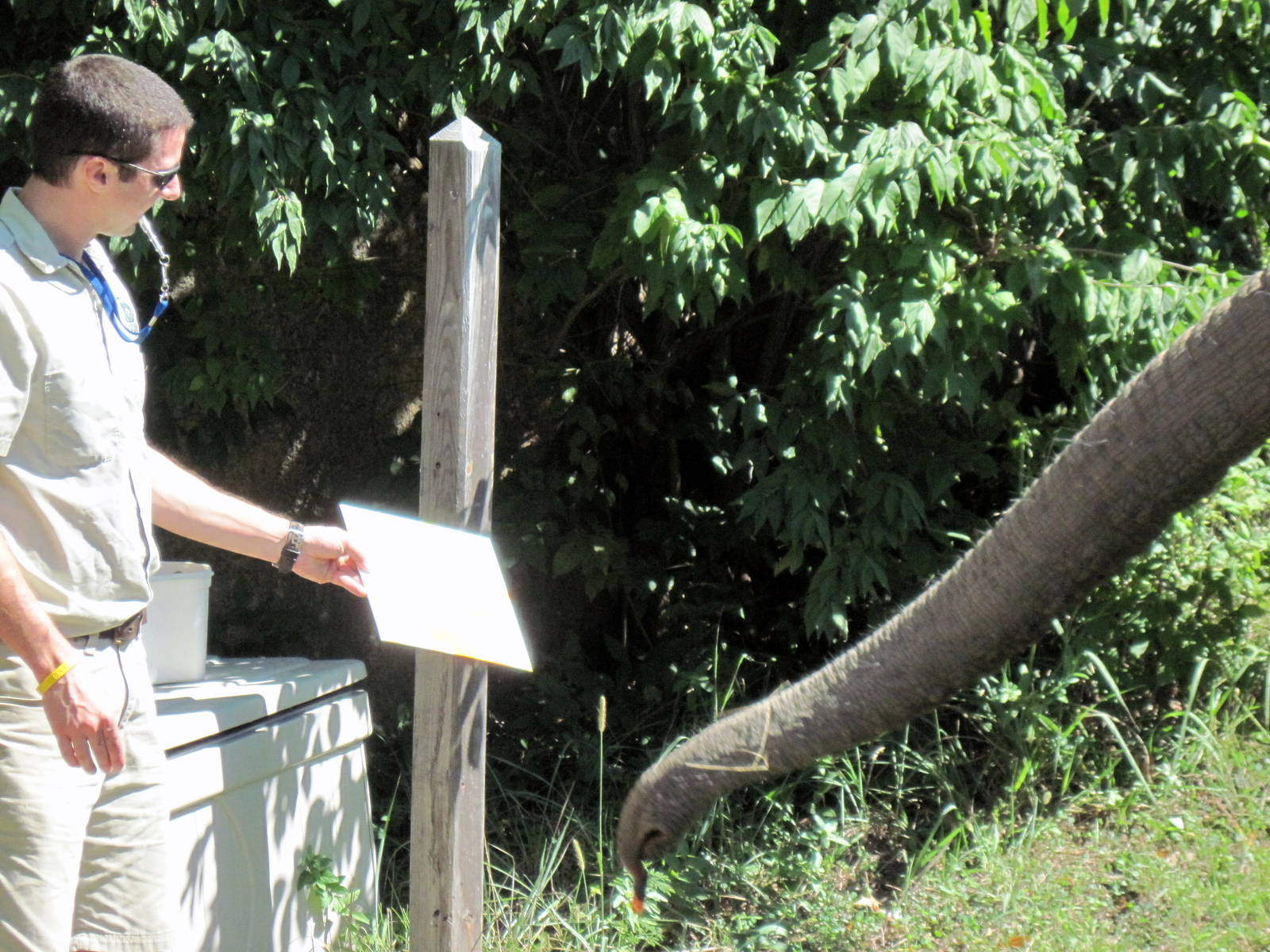 Africa-African Elephant