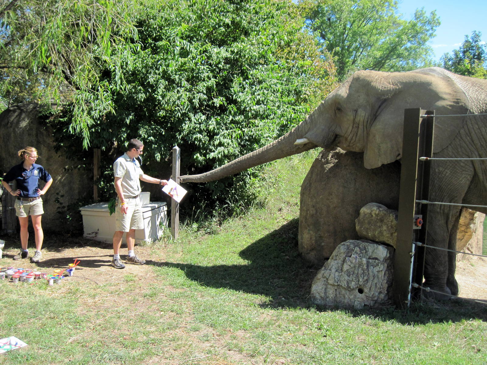 Africa-African Elephant