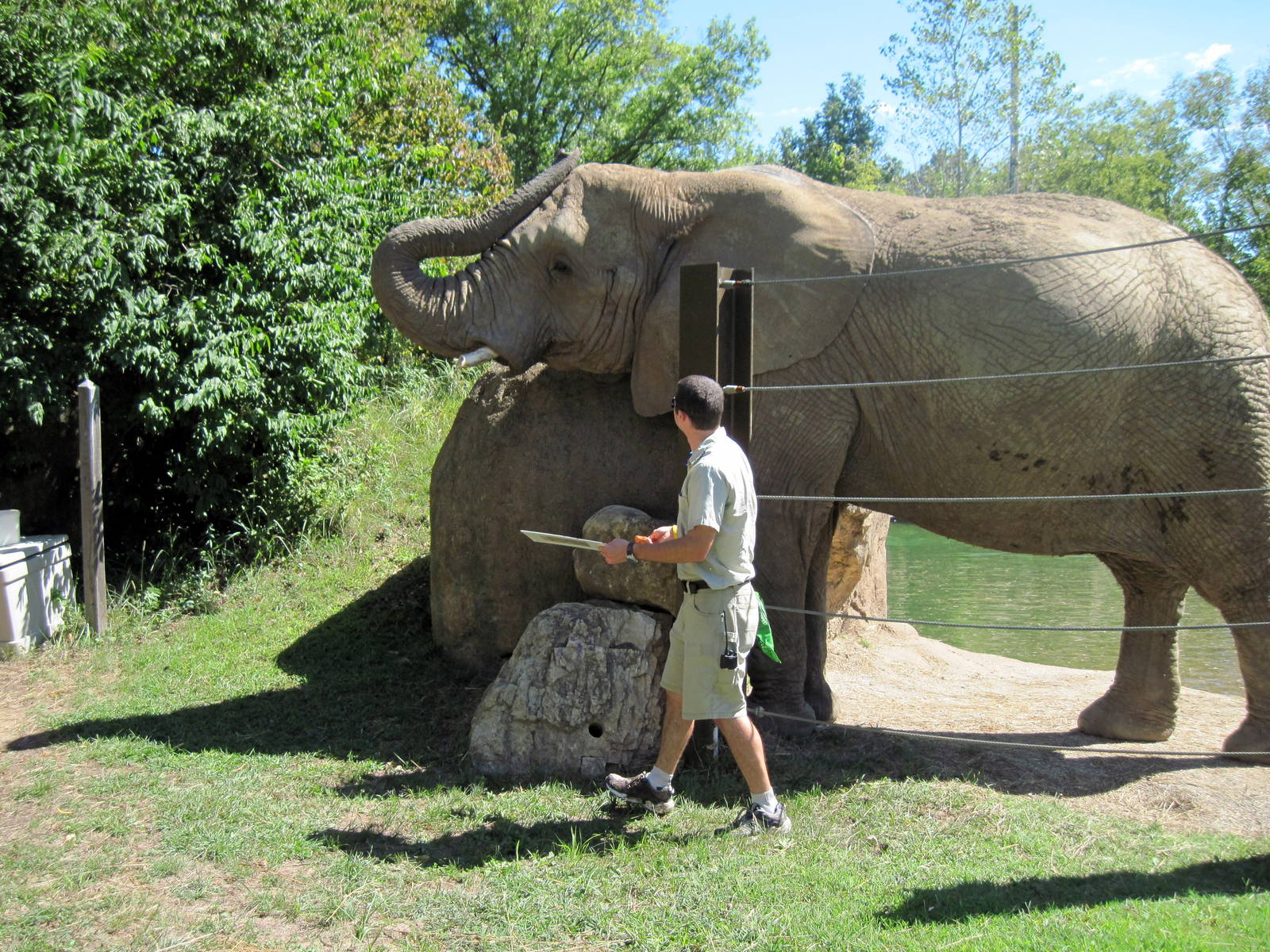 Africa-African Elephant