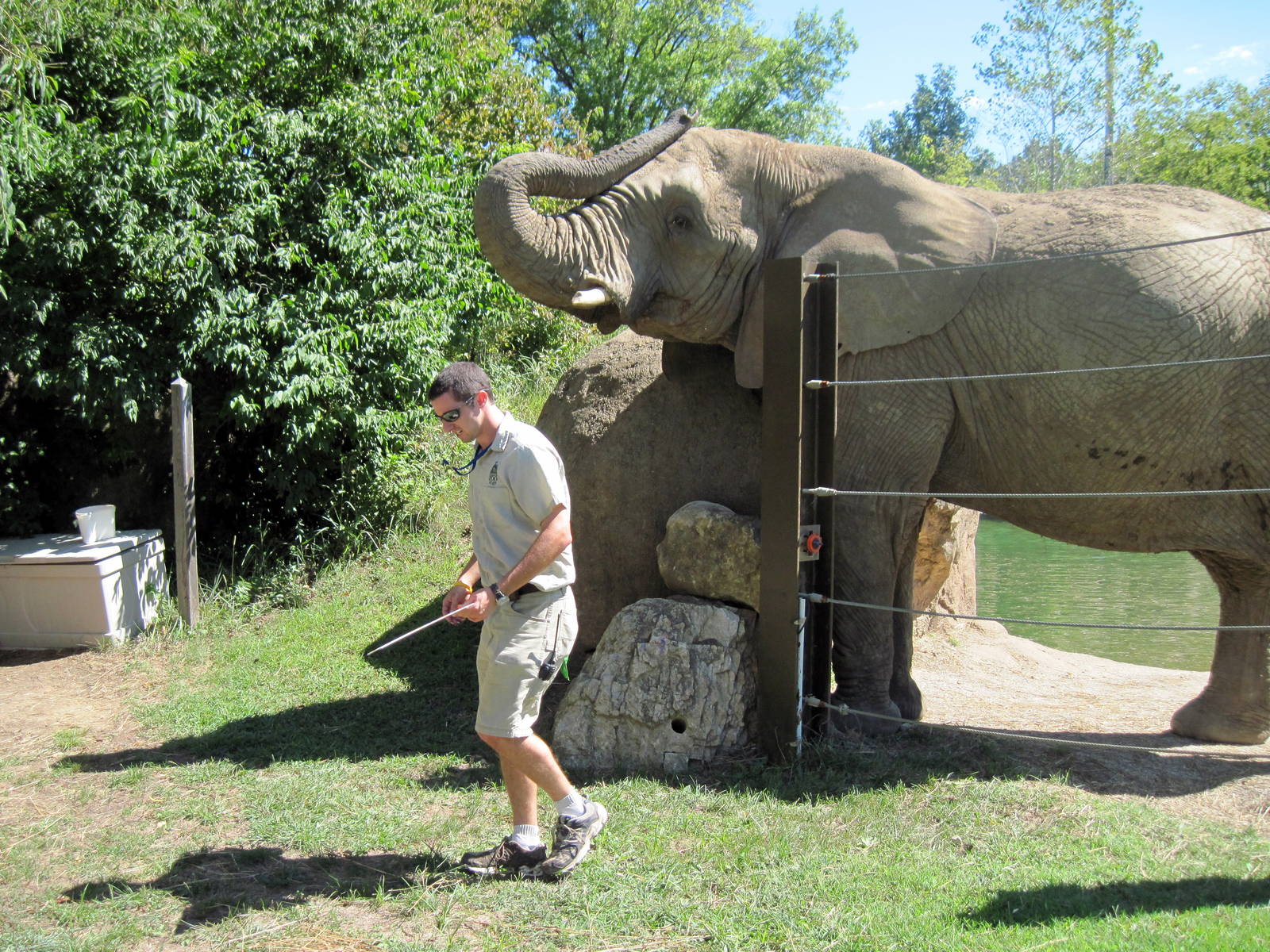 Africa-African Elephant