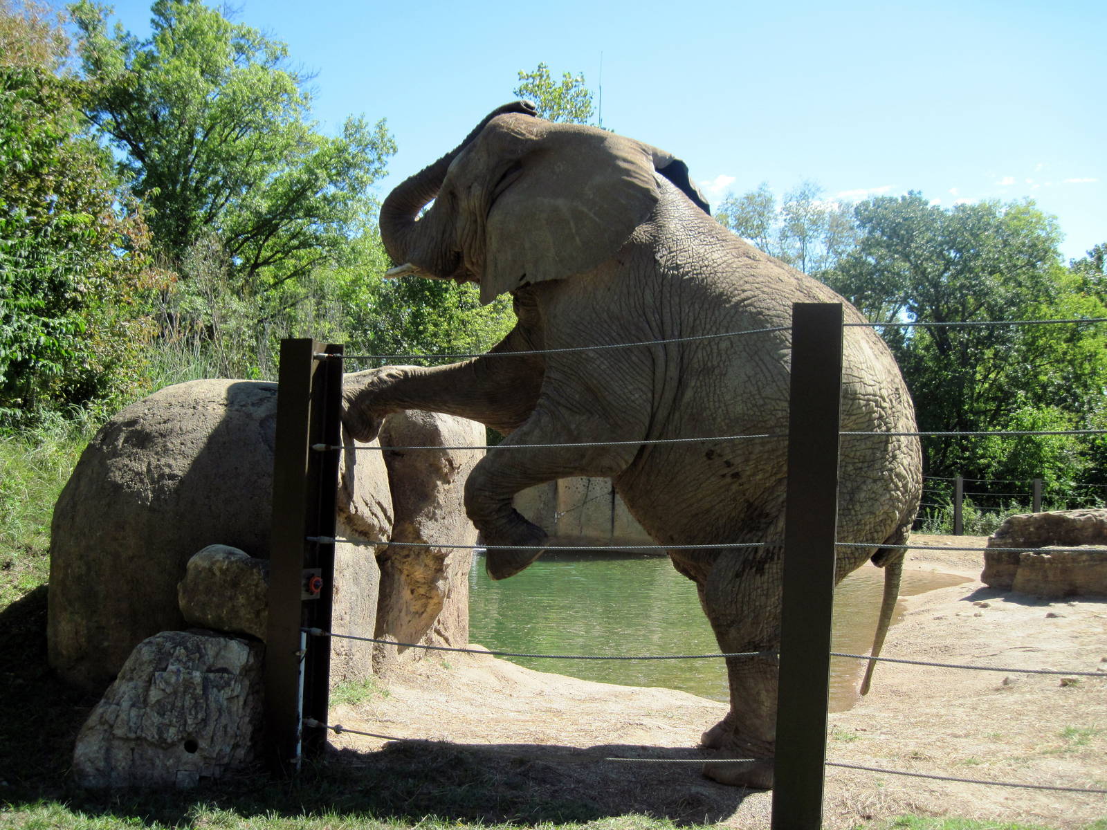 Africa-African Elephant
