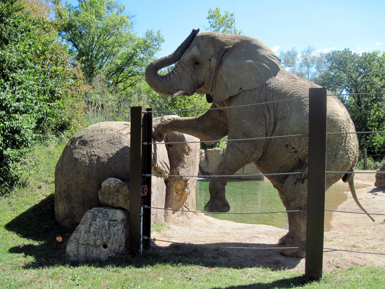 Africa-African Elephant