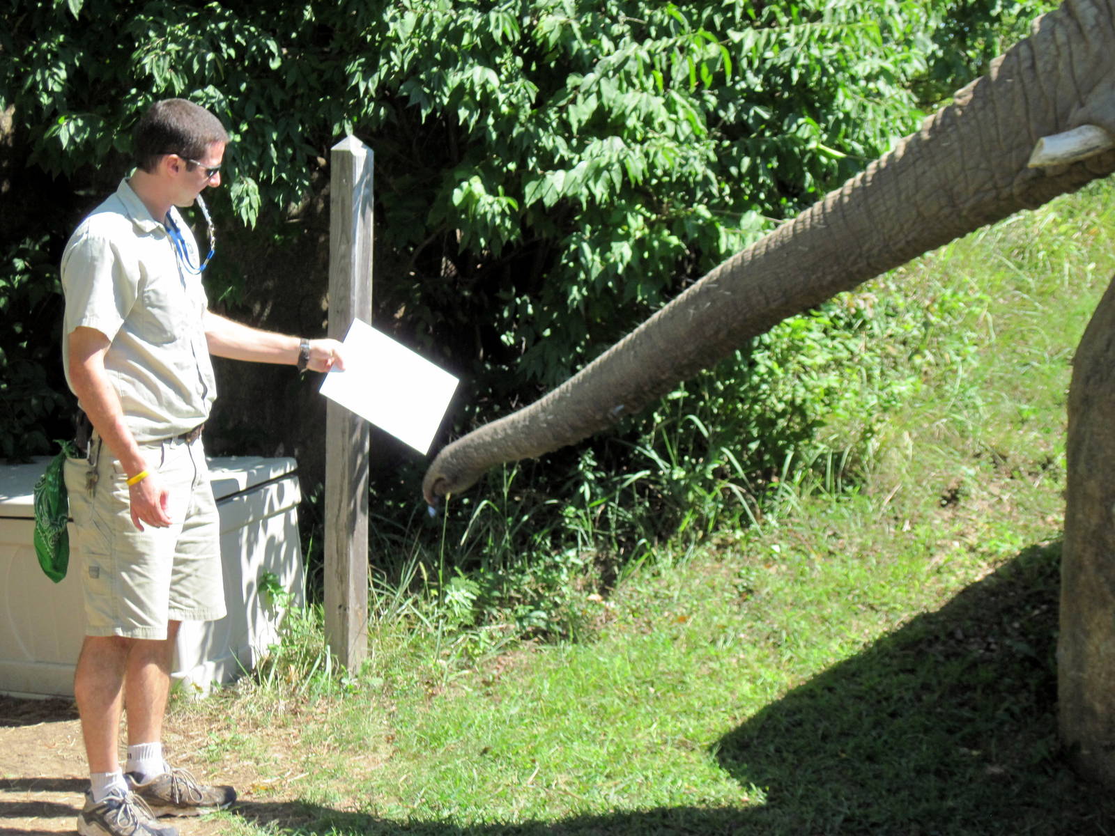 Africa-African Elephant