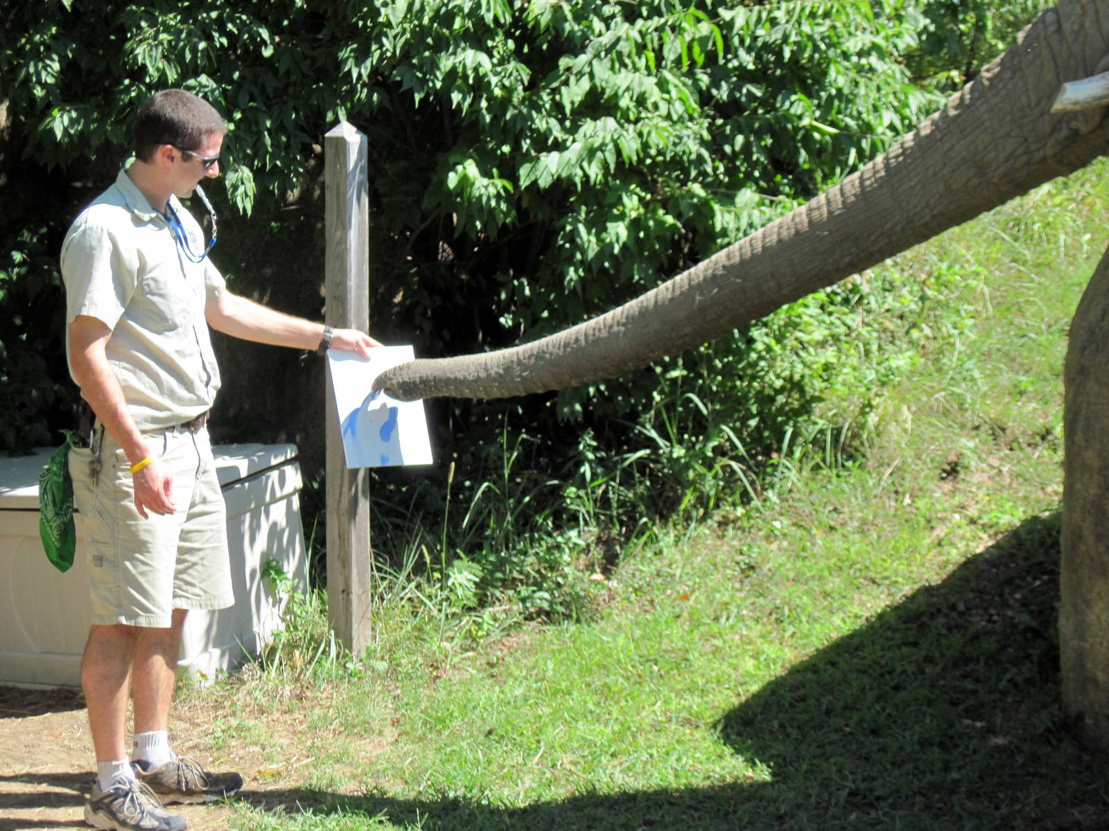 Africa-African Elephant
