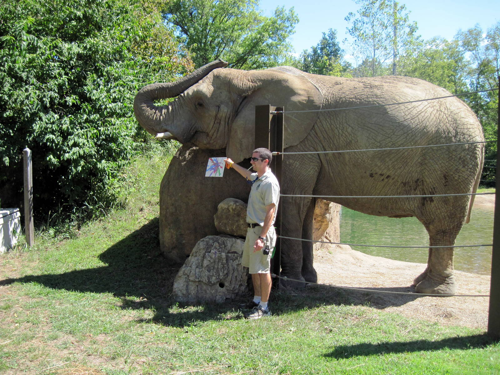 Africa-African Elephant