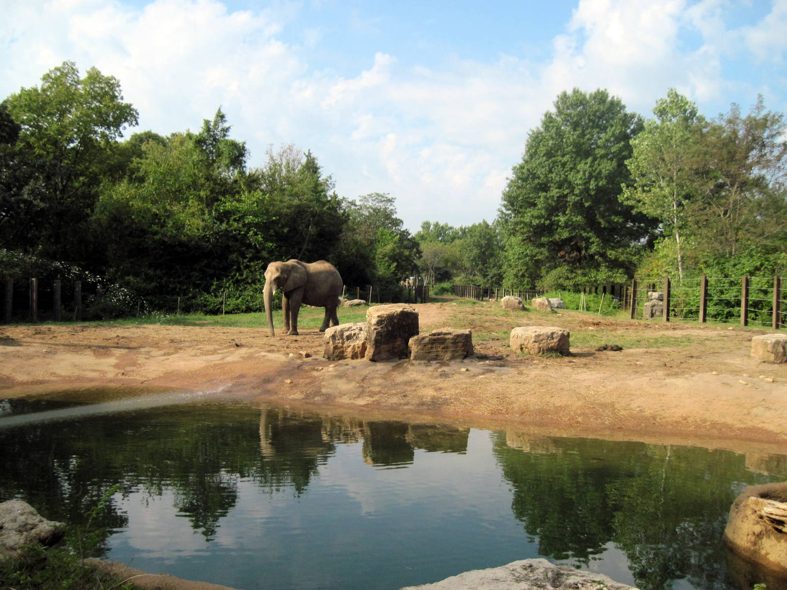 Africa-African Elephant