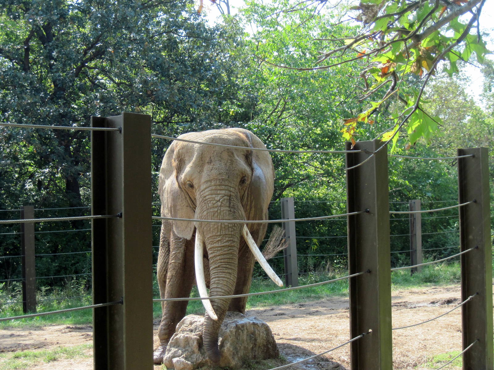 Africa-African Elephant