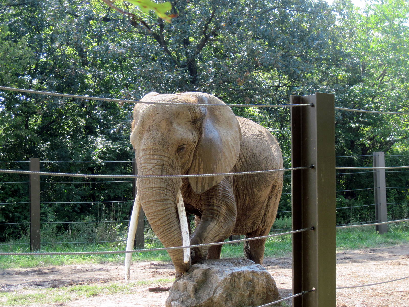 Africa-African Elephant