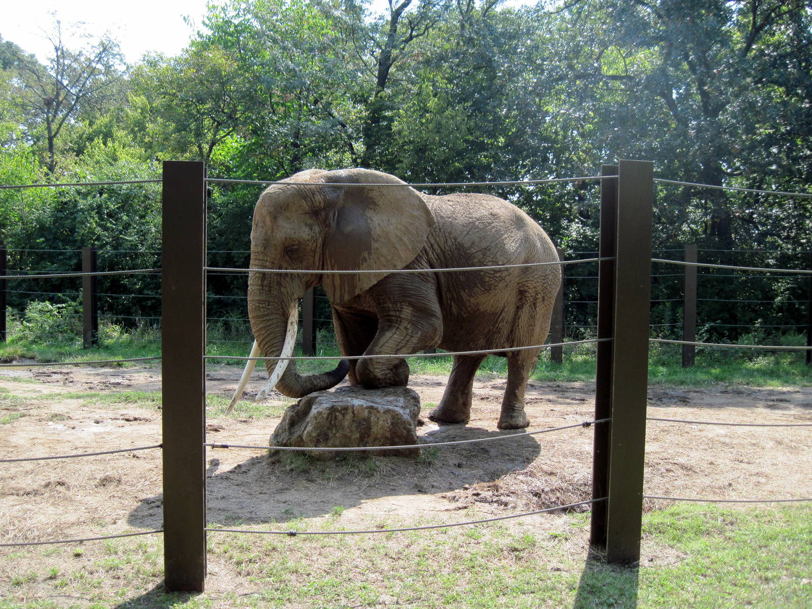 Africa-African Elephant