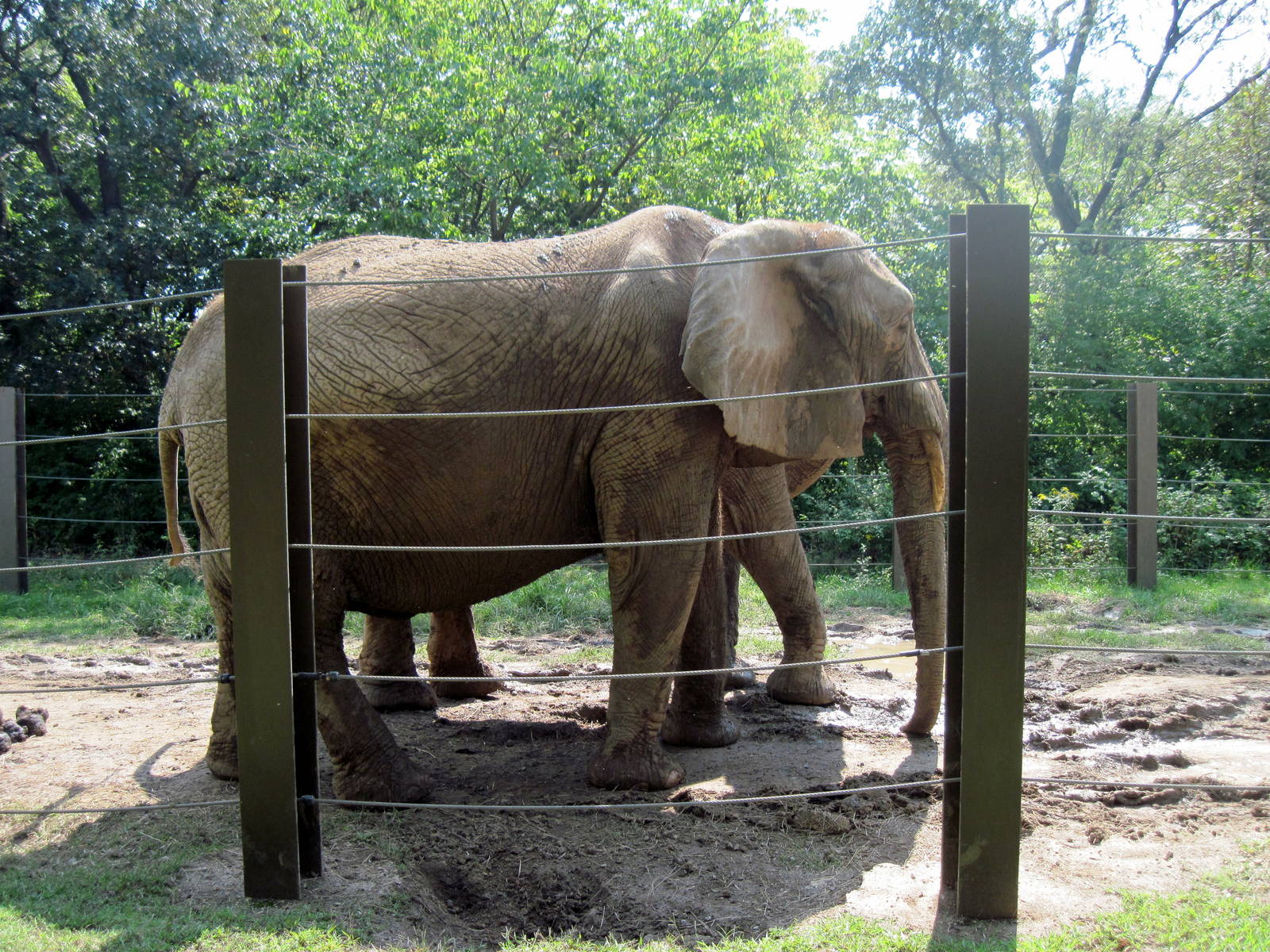 Africa-African Elephant