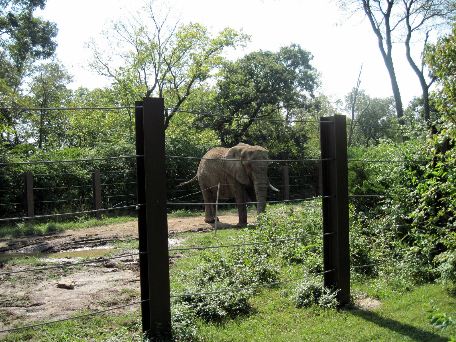 Africa-African Elephant