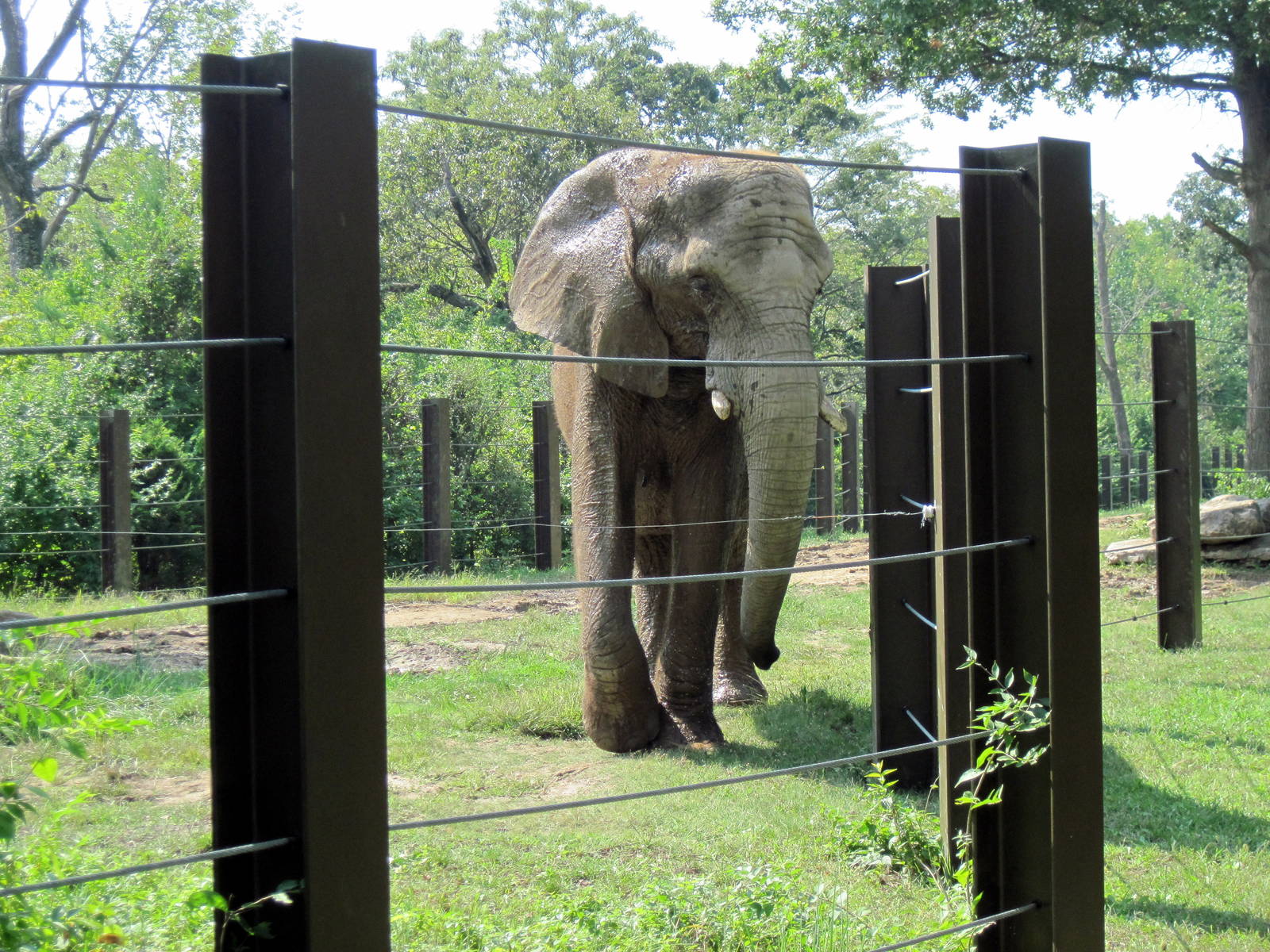 Africa-African Elephant