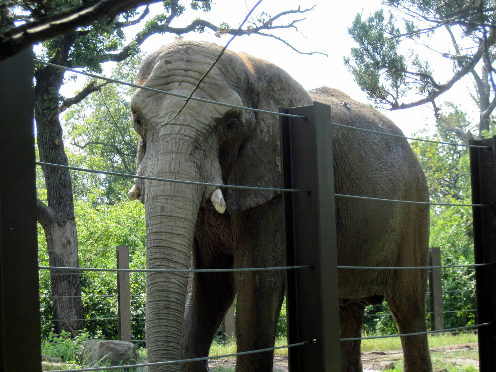 Africa-African Elephant