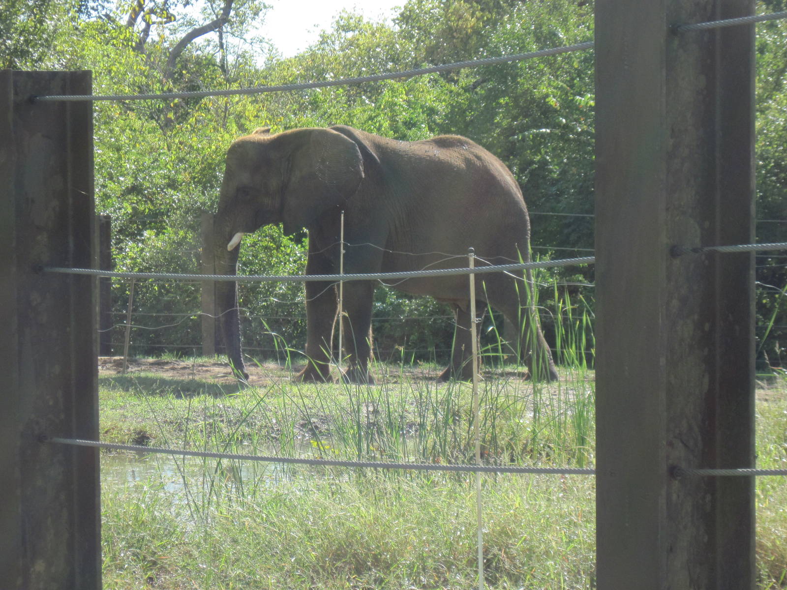 Africa-African Elephant