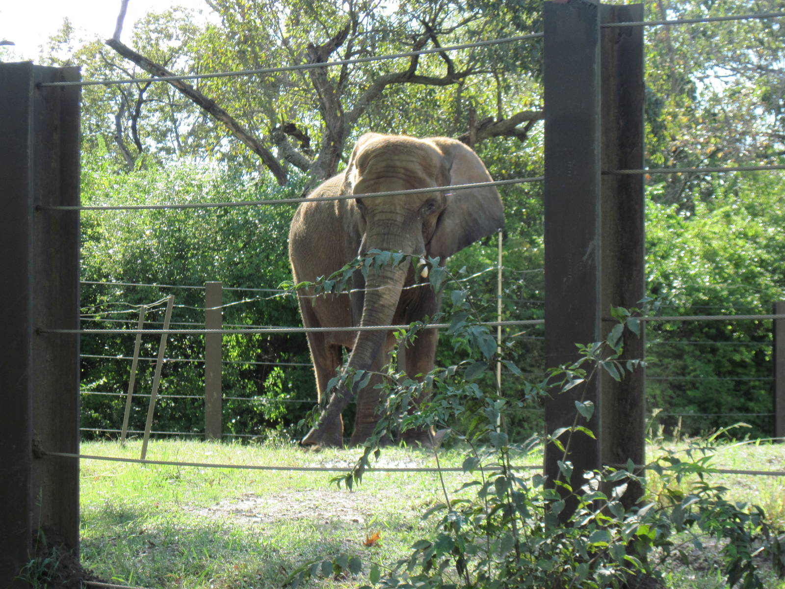 Africa-African Elephant