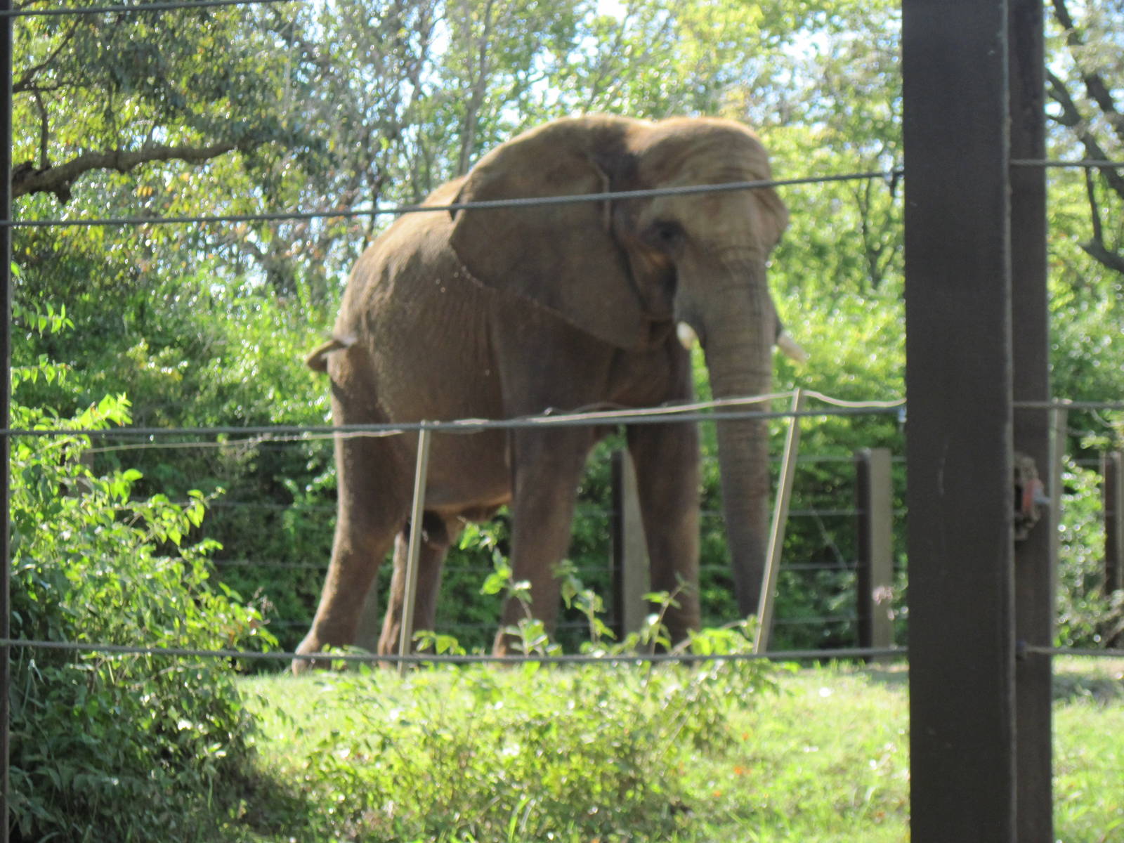 Africa-African Elephant