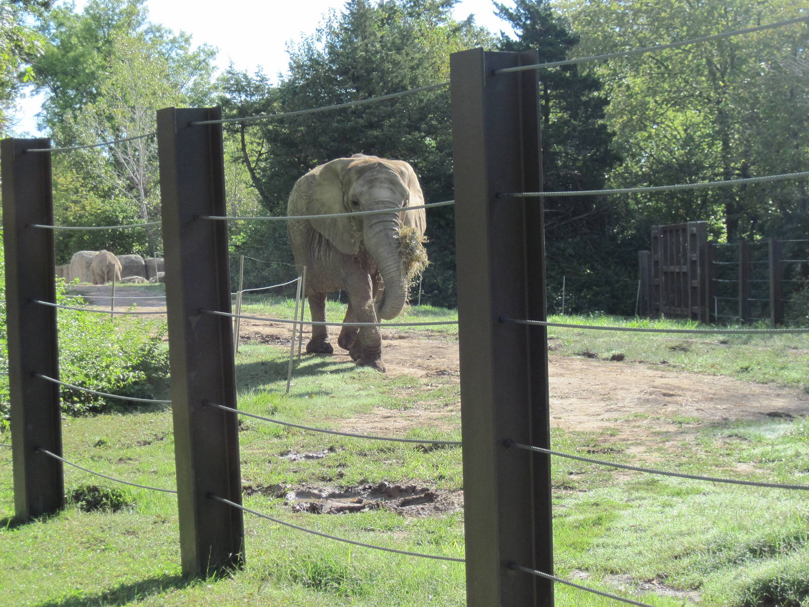 Africa-African Elephant