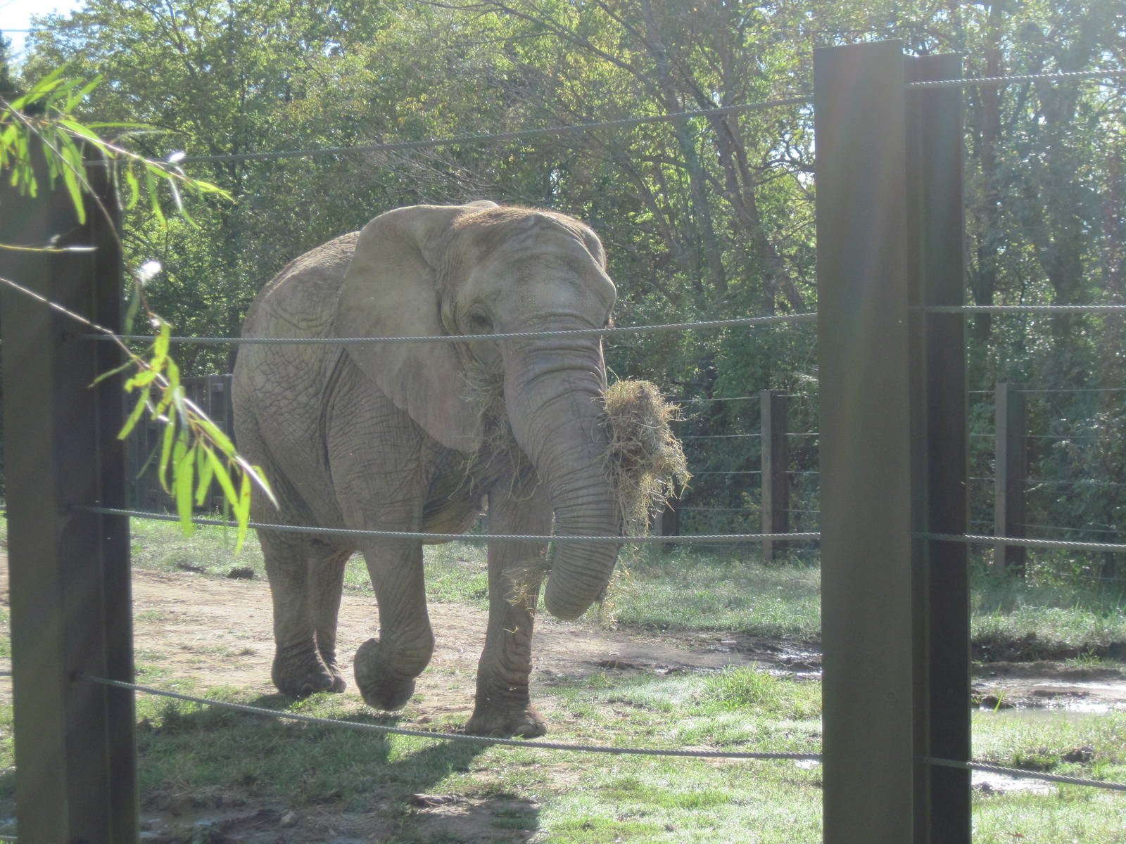 Africa-African Elephant