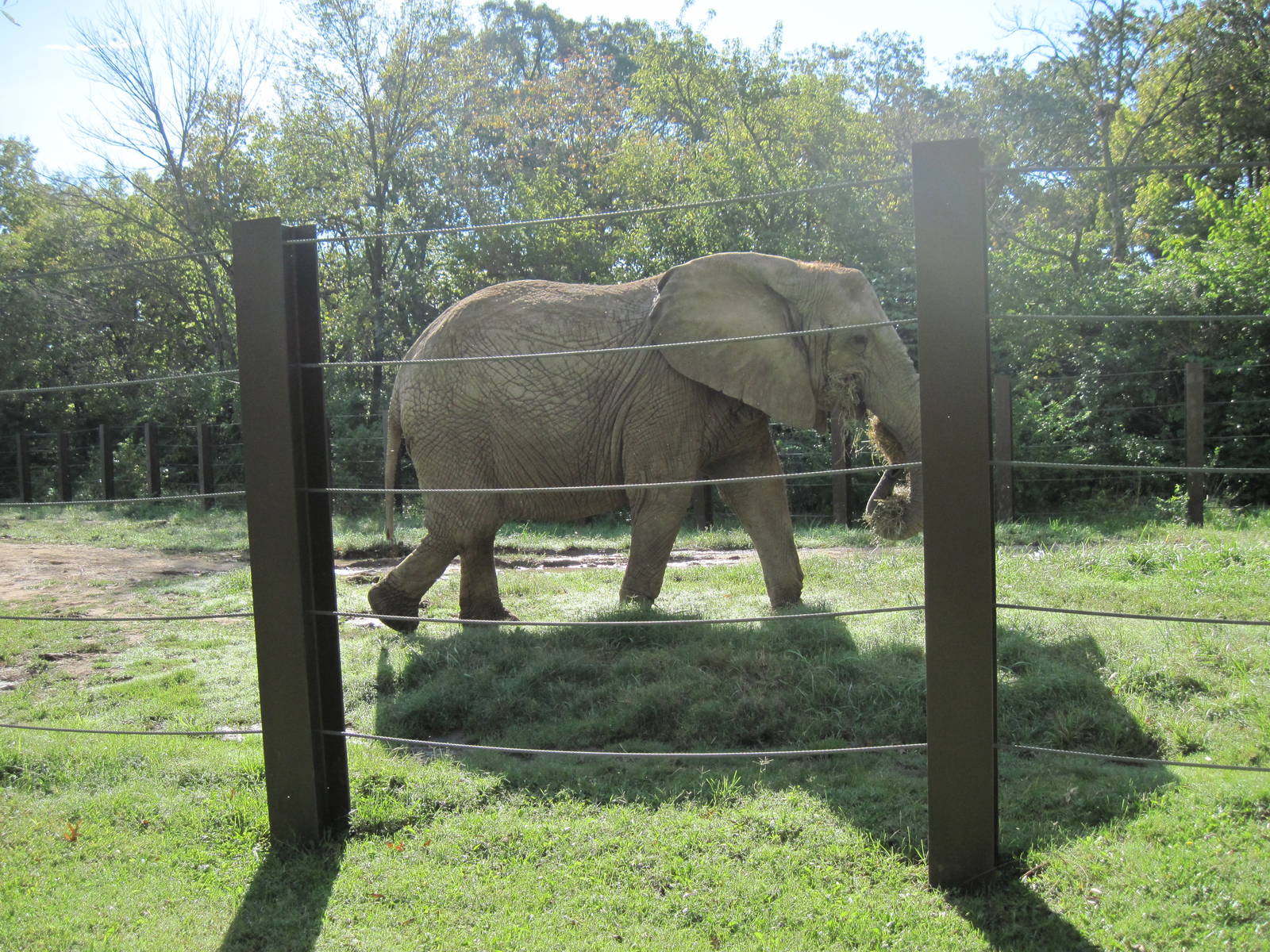 Africa-African Elephant