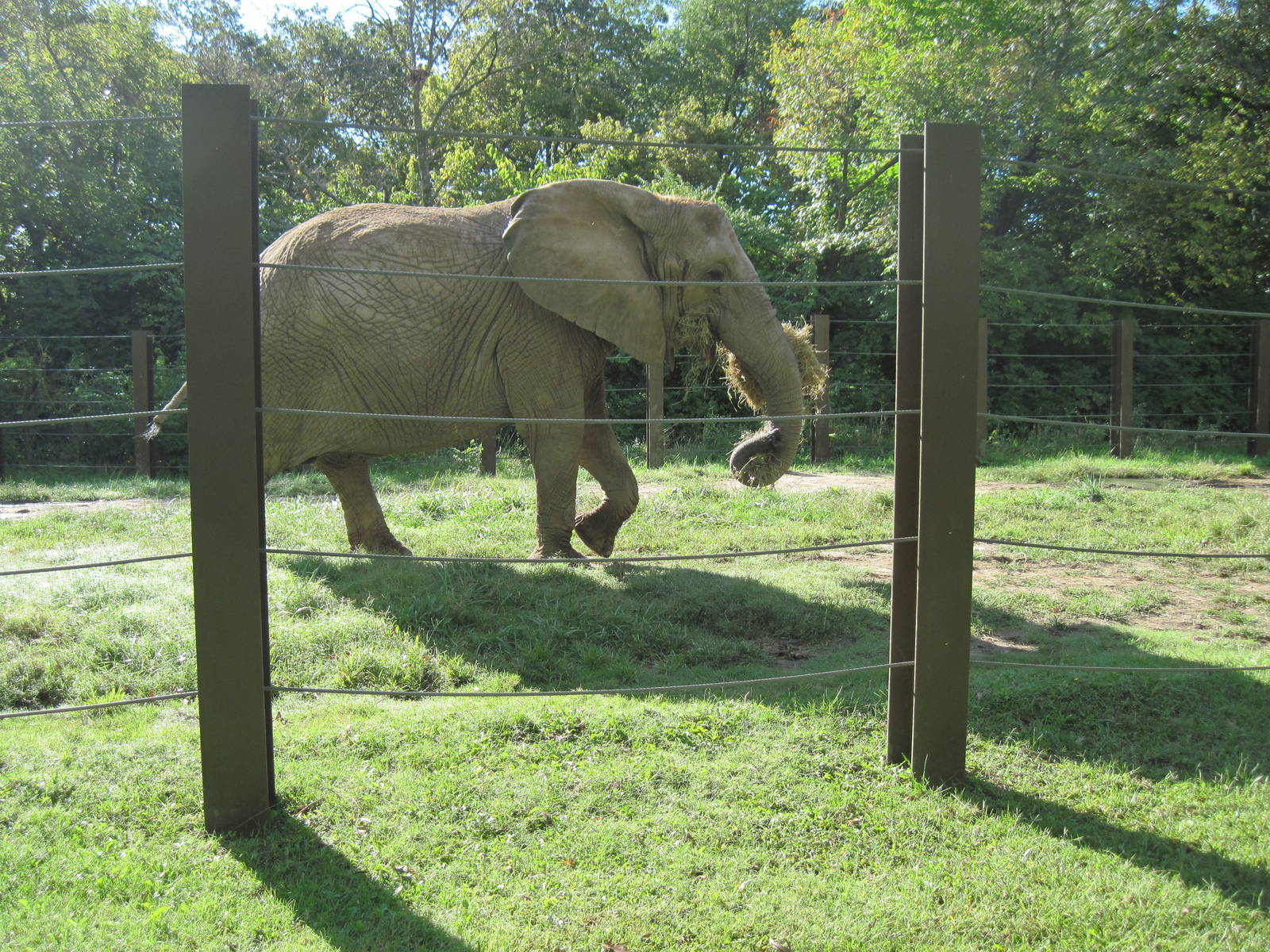 Africa-African Elephant