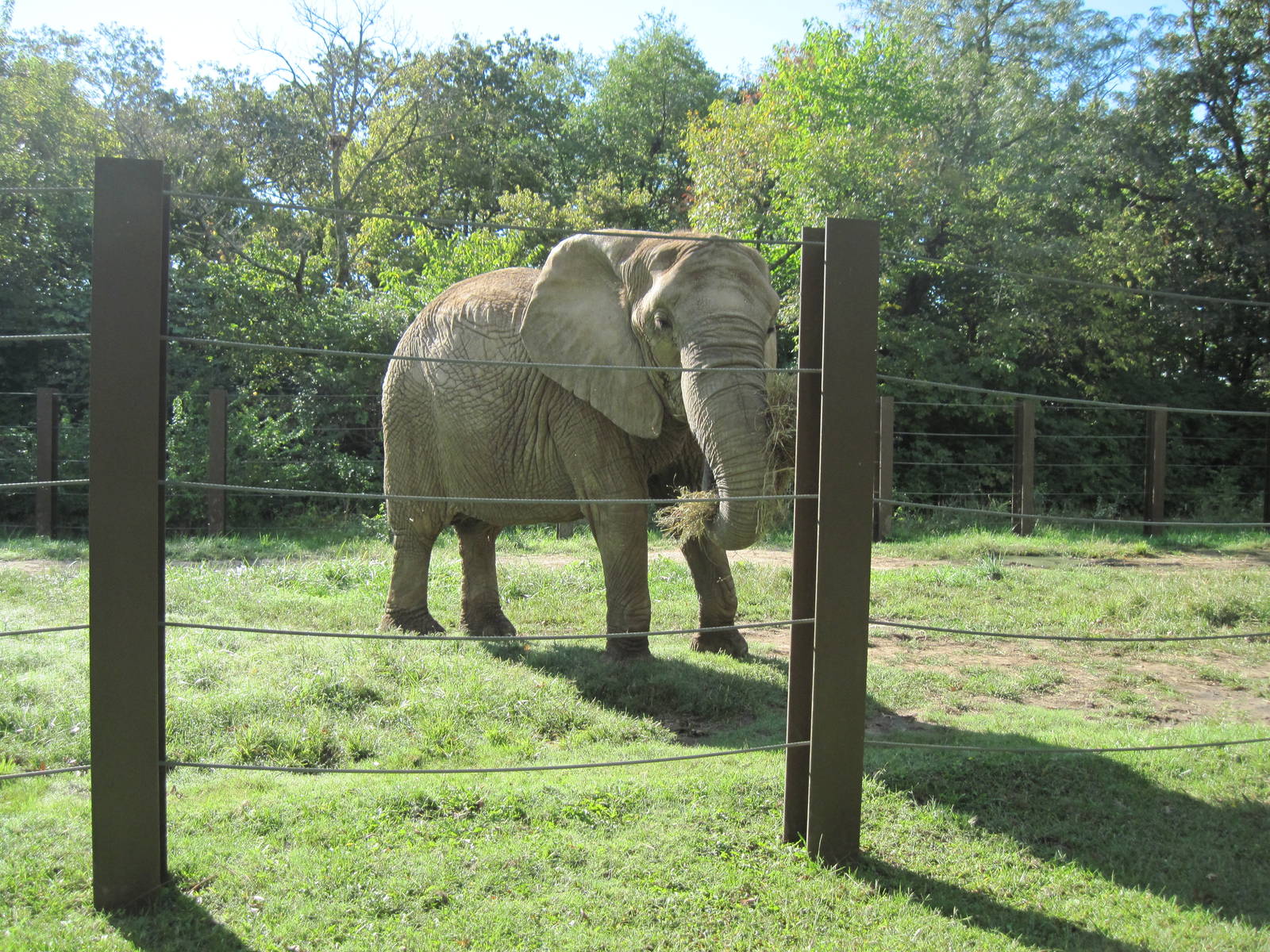 Africa-African Elephant