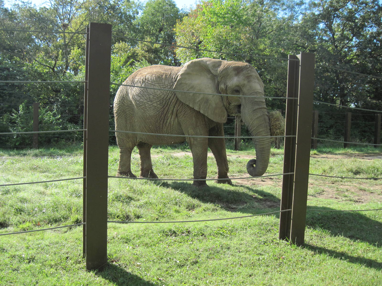Africa-African Elephant